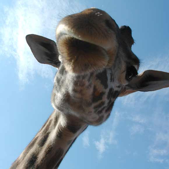 Giraffe